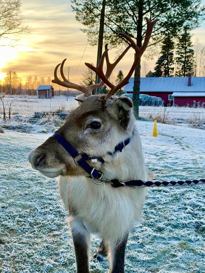 הוילה Tervola Beautiful Rural Experience With Reindeer מראה חיצוני תמונה