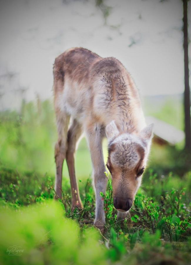 הוילה Tervola Beautiful Rural Experience With Reindeer מראה חיצוני תמונה
